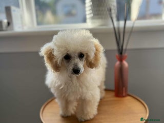 Toy Poodle dogs - Advert 9