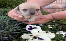 Chipoo dogs for sale: Health tested, non shed chipoos - Image 7