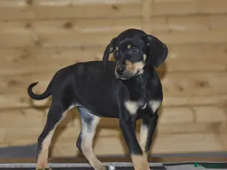 Mixed Breed dogs Ready to go! Unique hybrid dobermann puppies - Advert 8