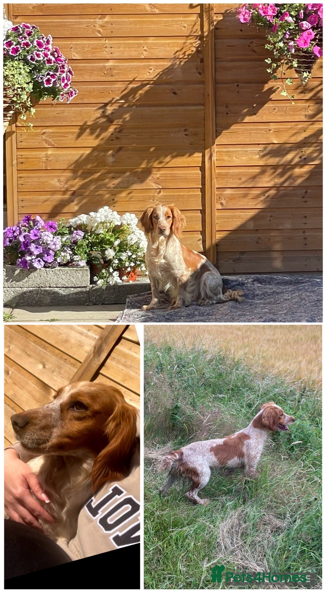 Cocker Spaniel dogs 🌸KC registered working cocker spaniel🌸 - Advert 11