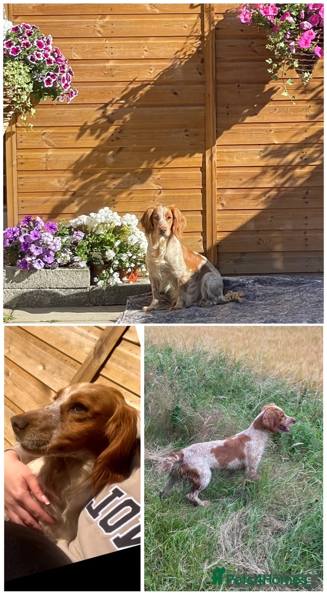 Cocker Spaniel dogs for sale: 🌸KC registered working cocker spaniel🌸 - Advert 1