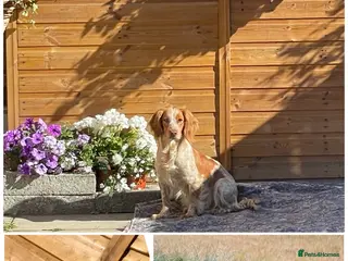 Cocker Spaniel dogs 🌸KC registered working cocker spaniel🌸 - Advert 1