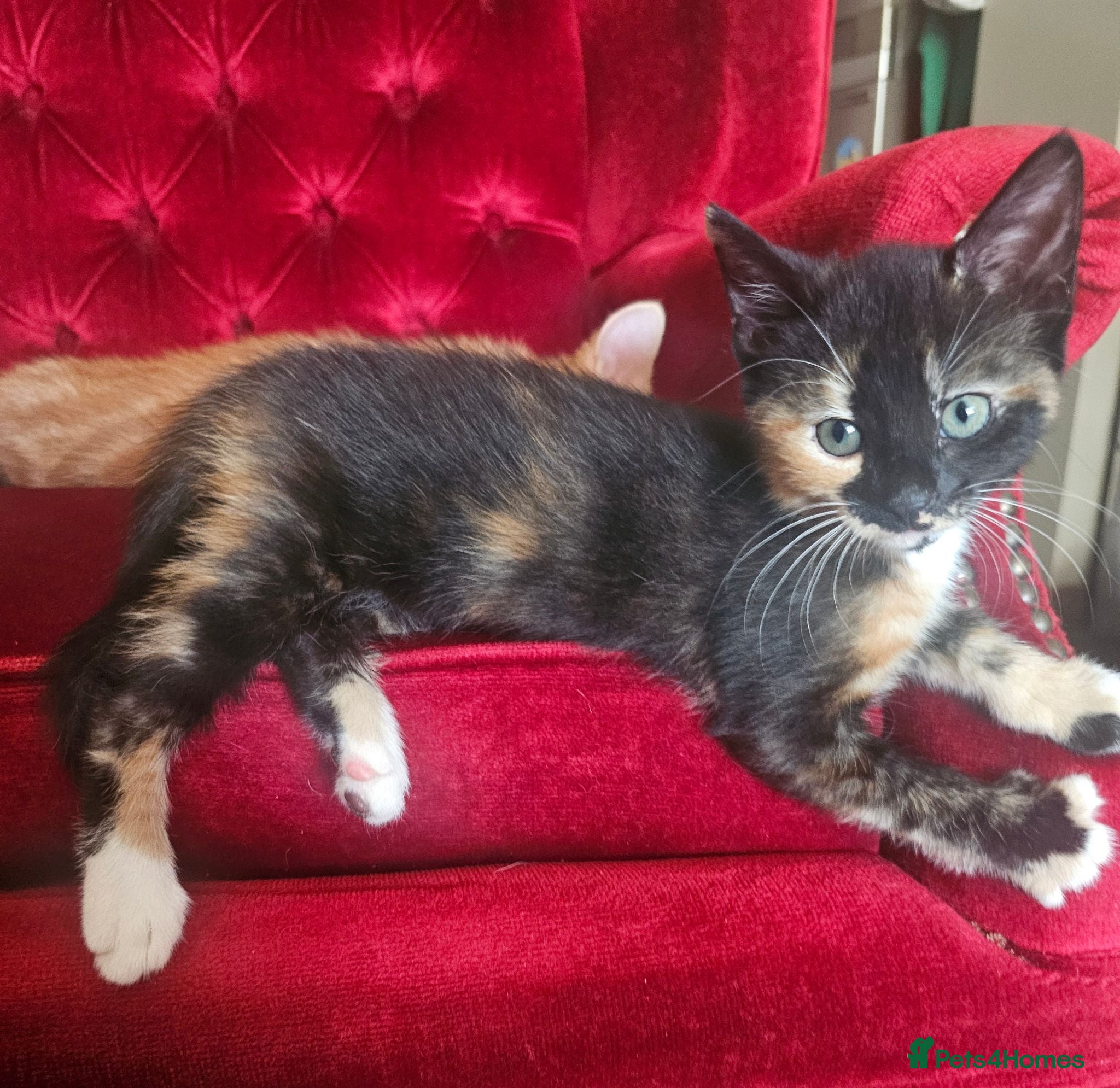 Mixed Breed cats 🐾 Gorgeous Kittens Available for Reservation 🐾 - Advert 2