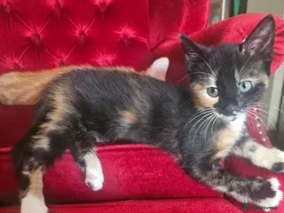 Mixed Breed cats 🐾 Gorgeous Kittens Available for Reservation 🐾 - Advert 2