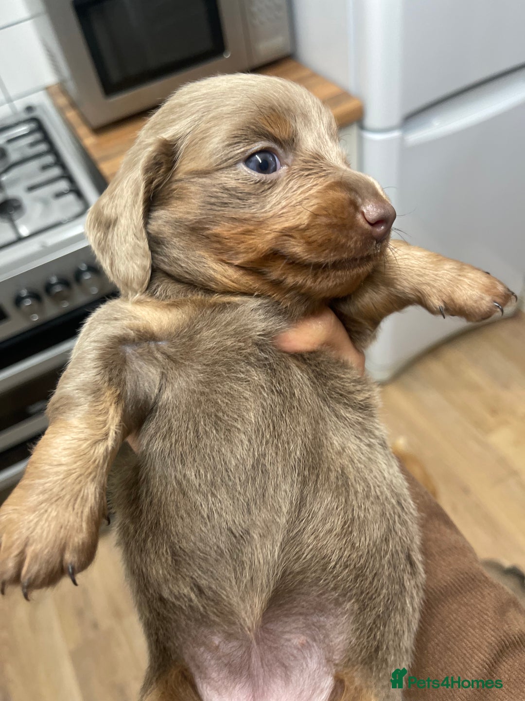 Miniature Dachshund dogs for sale: Long haired Isabella and tan miniature dachshund  - Image 7
