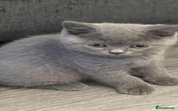 British Shorthair cats for sale: British shorthaired blue male kitten he is 8 weeks - Image 4