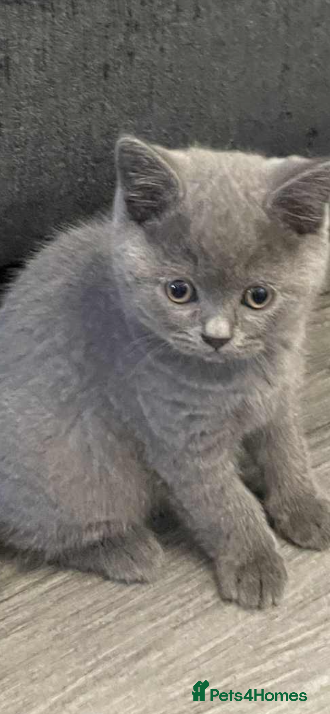 British Shorthair cats for sale: British shorthaired blue male kitten he is 8 weeks - Image 4