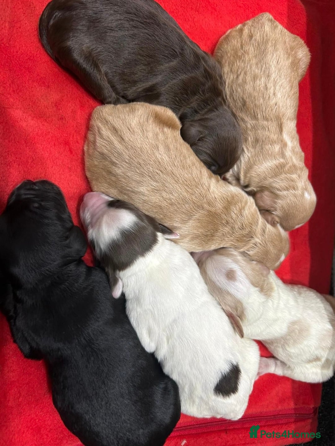 Toy Poodle dogs for stud: GRANDSON OF RICO! Health tested KC Toy Poodle Stud in Middlesbrough - Advert 15