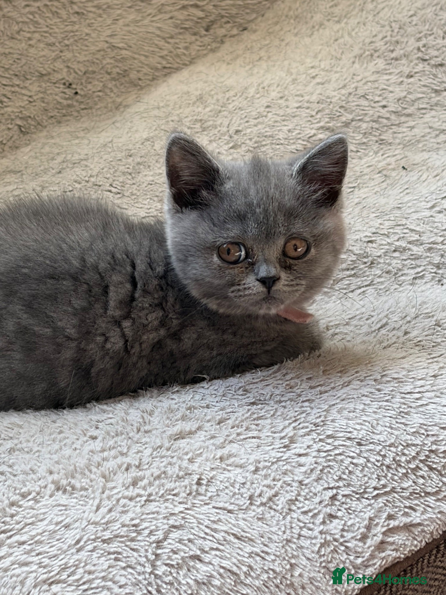 British Shorthair cats Stunning kittens ready to leave - Advert 1