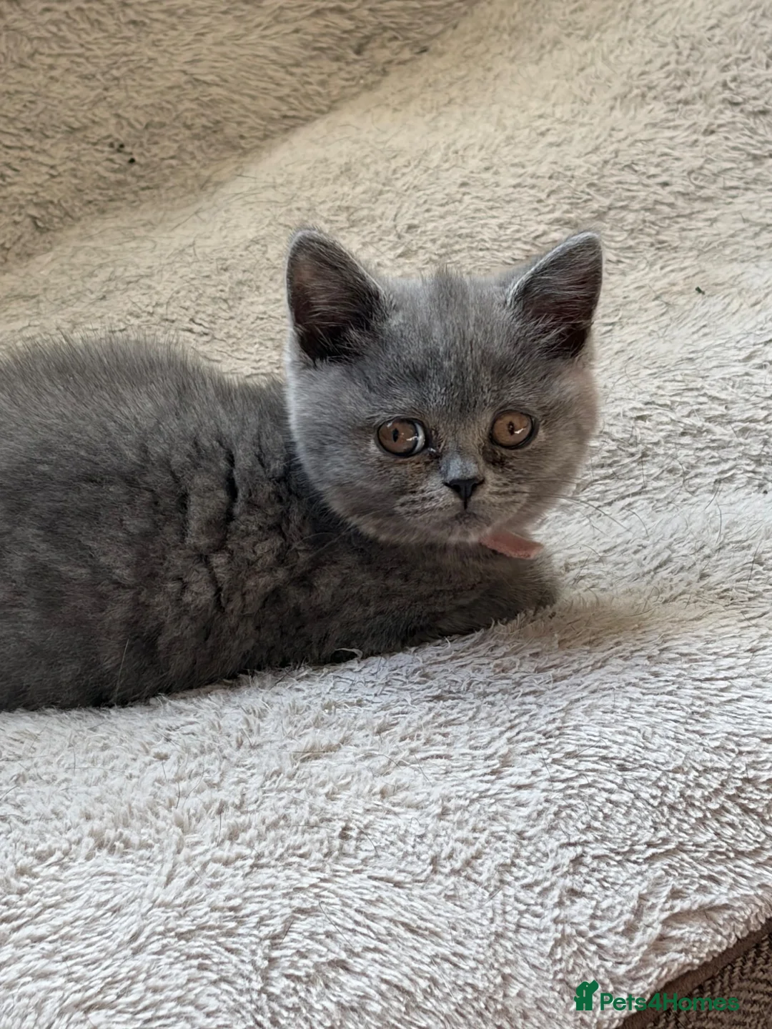 British Shorthair cats for sale: Stunning kittens ready to leave - Advert 1