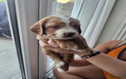 Mixed Breed dogs for sale: Cockalier, Springer Spaniel looking for a new home - Image 9