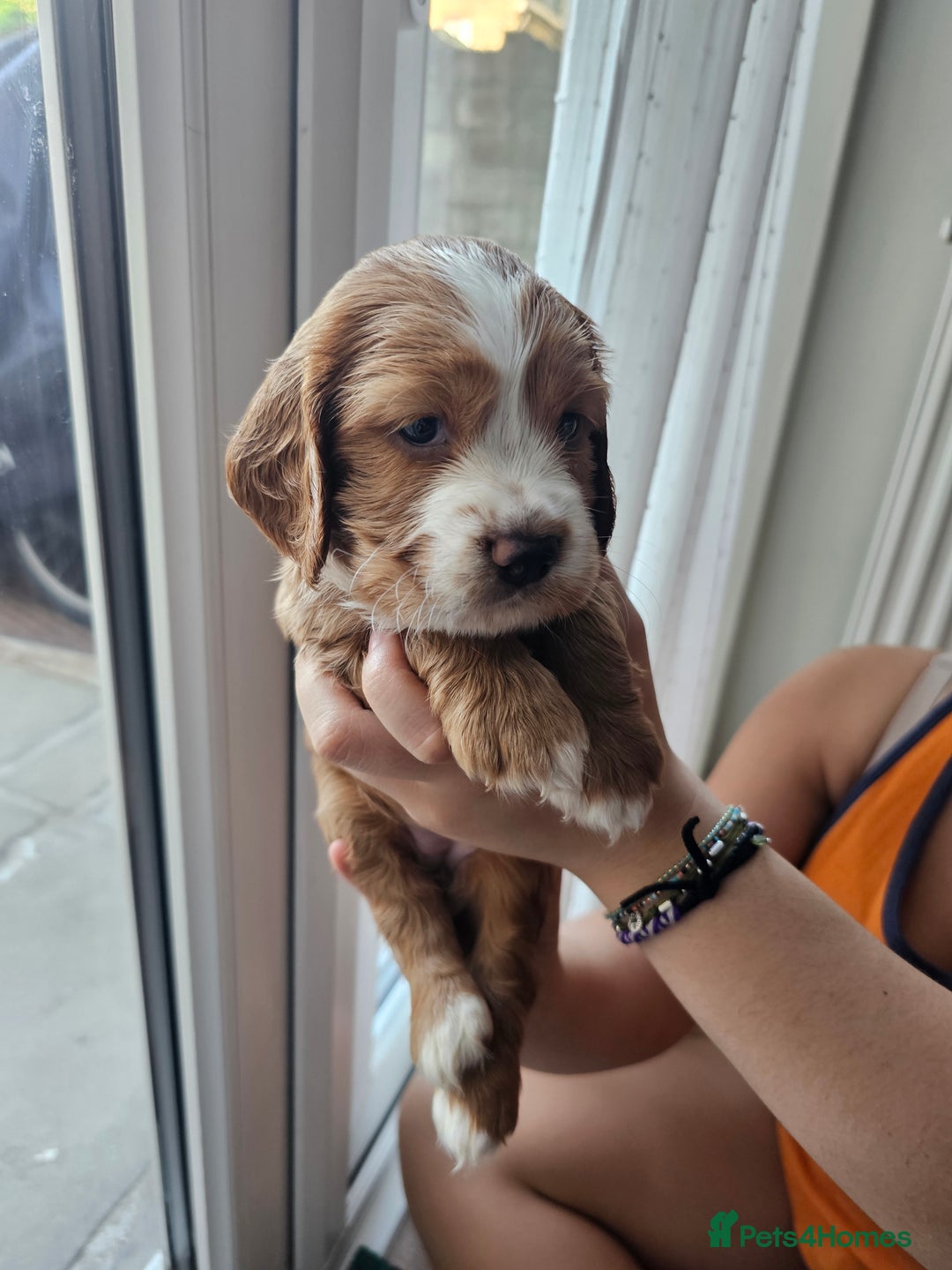 Mixed Breed dogs for sale: Cockalier, Springer Spaniel looking for a new home - Image 9