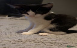 British Shorthair cats for sale: Kittens to go asap - Image 7