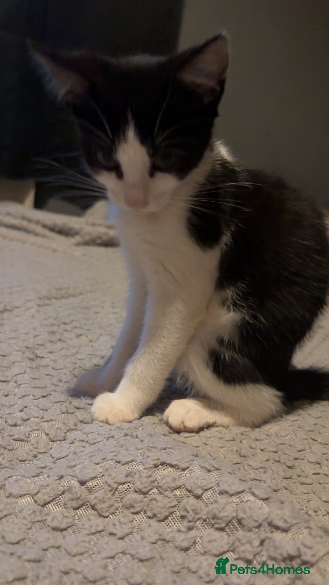 British Shorthair cats for sale: Kittens to go asap - Image 7