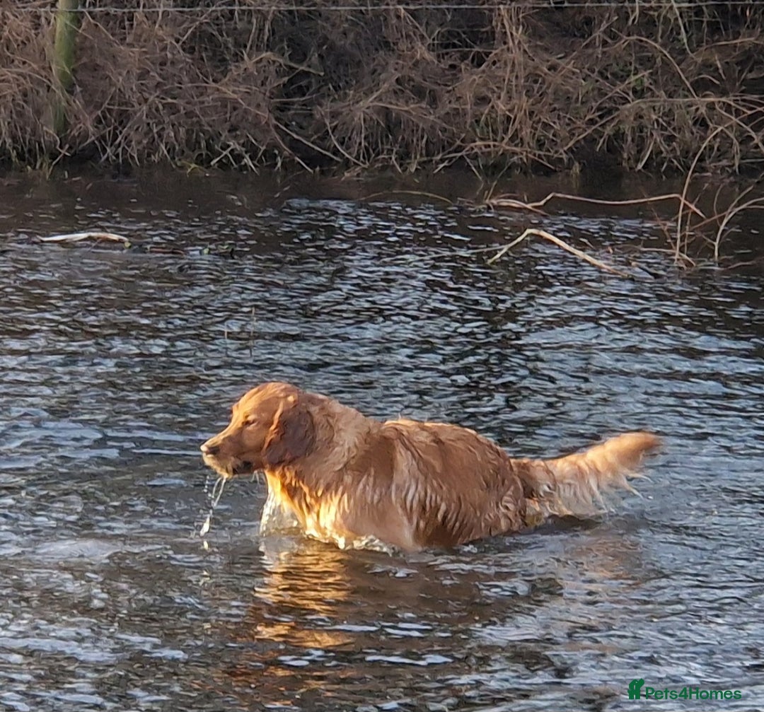 Golden Retriever dogs for sale: Gorgeous dark golden litter - Image 15