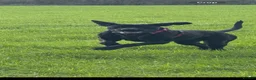 Cane Corso dogs for sale: 1 year old female corso needing forever home  - Advert 3