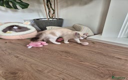 Ragdoll cats for sale: Ragdoll female - Image 6