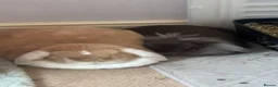 Mixed Breed rabbits for sale: Bonded female and male for a loving home  in Southend-on-Sea - Advert 4