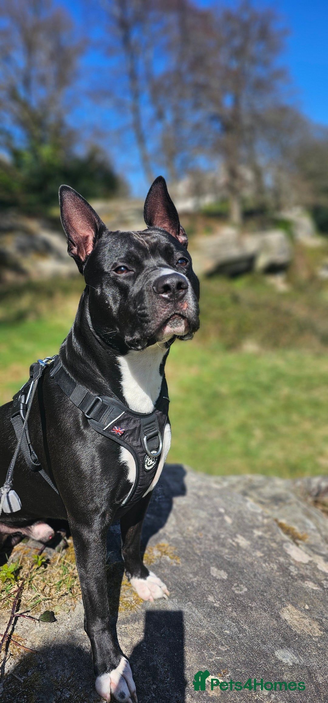 Mixed Breed dogs for stud: Dog for stud. American bully x cane corso - Advert 9