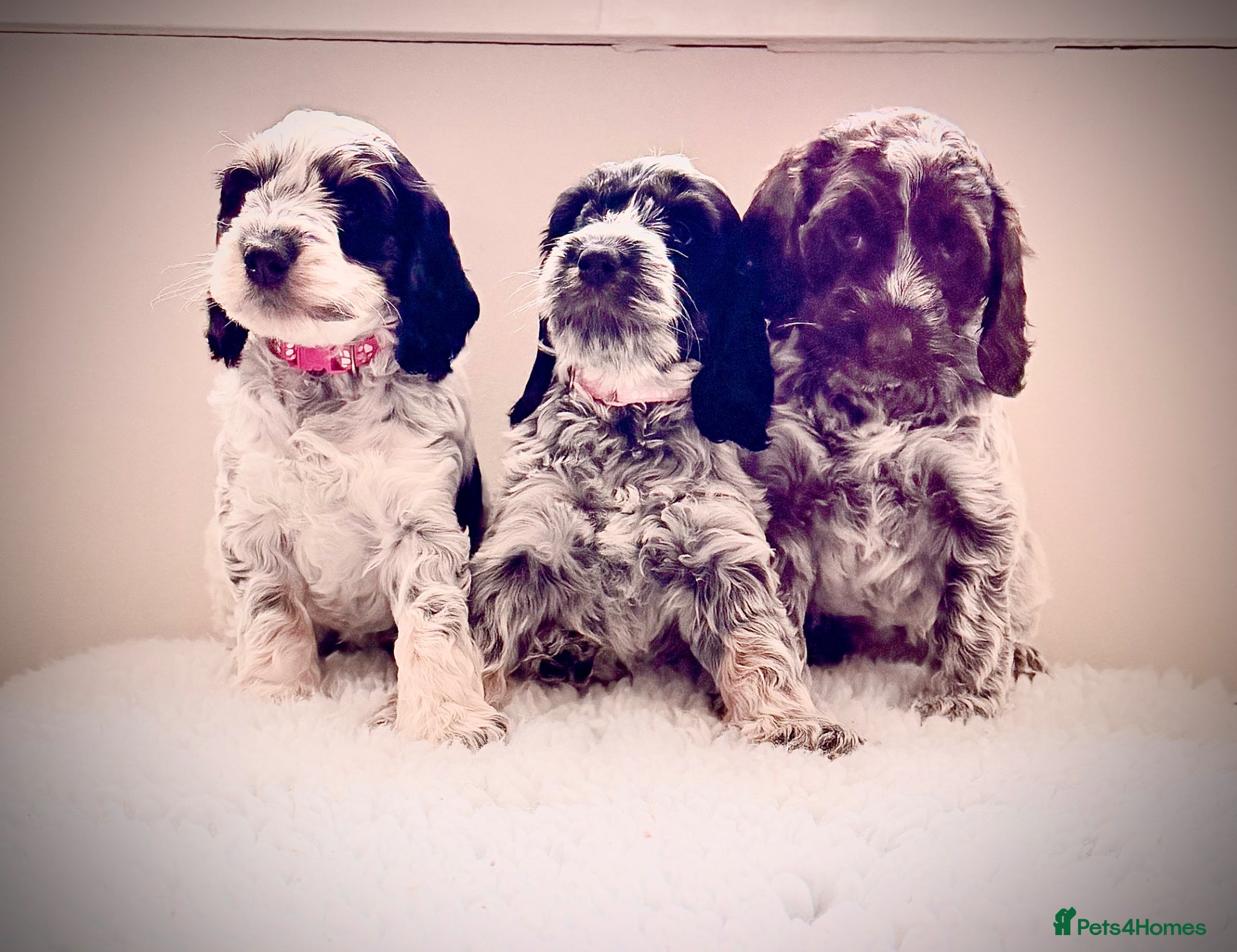 Cockapoo dogs Only 3 girls available F1 show type Cockapoo pups  - Advert 4