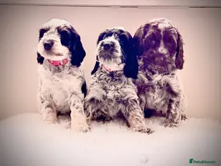 Cockapoo dogs Only 3 girls available F1 show type Cockapoo pups - Advert 3