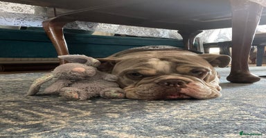 English Bulldog dogs - Advert 10