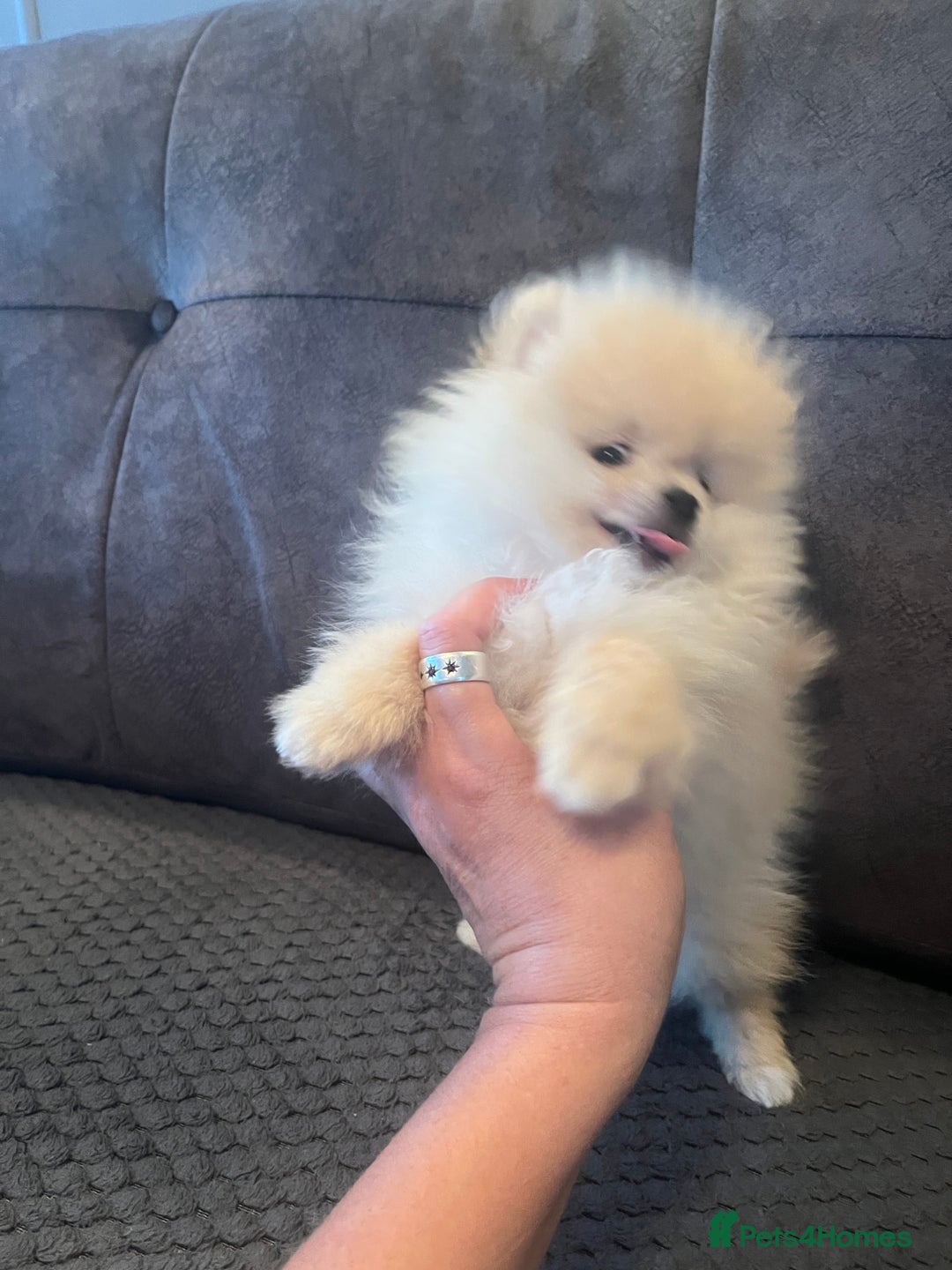 Pomeranian dogs for sale: Pomeranian  puppies  - Image 19