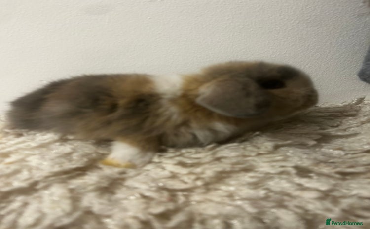 Mini Lop rabbits - Advert 1