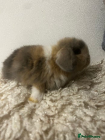 Mini Lop rabbits - Advert 11