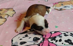 Tibetan Terrier dogs for sale: KC Tibetan Terrier Puppies For Sale😀 - Image 8