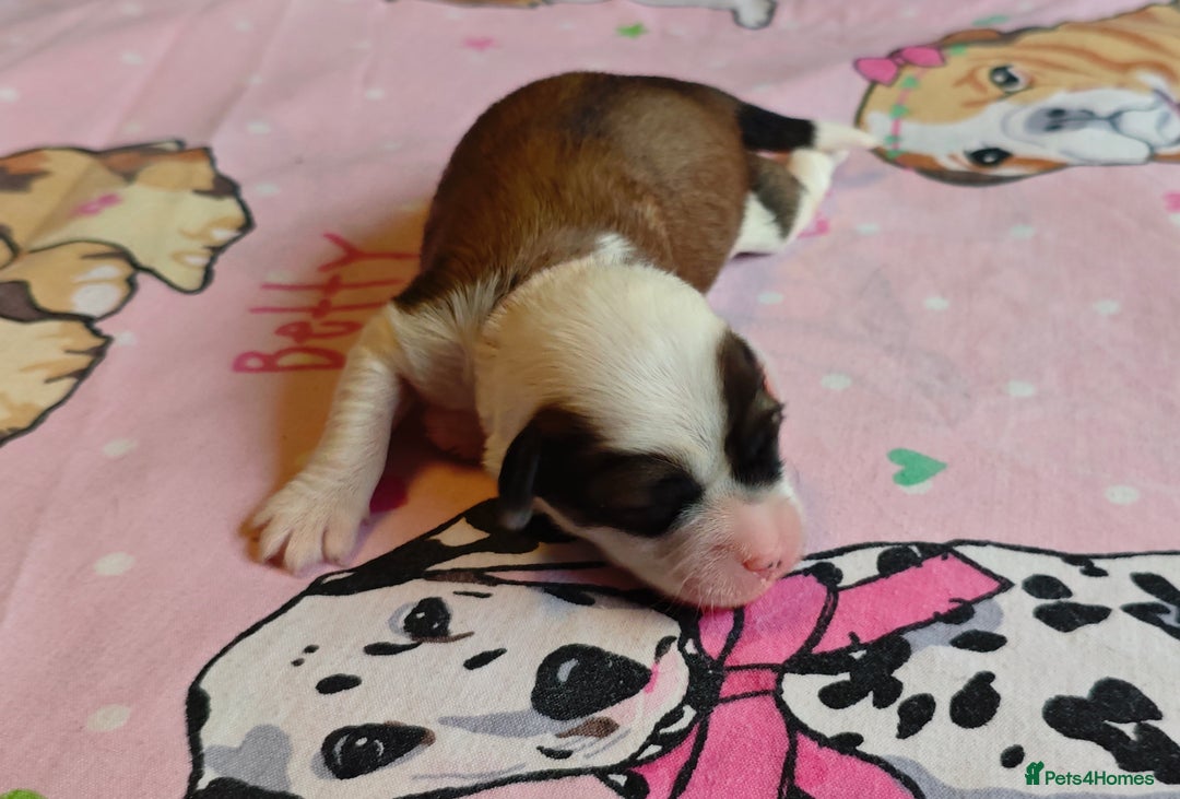 Tibetan Terrier dogs for sale: KC Tibetan Terrier Puppies For Sale😀 - Image 8