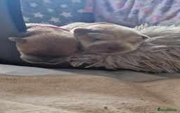 Chow Chow dogs for sale: 6 chow chow puppies for sale - Image 7