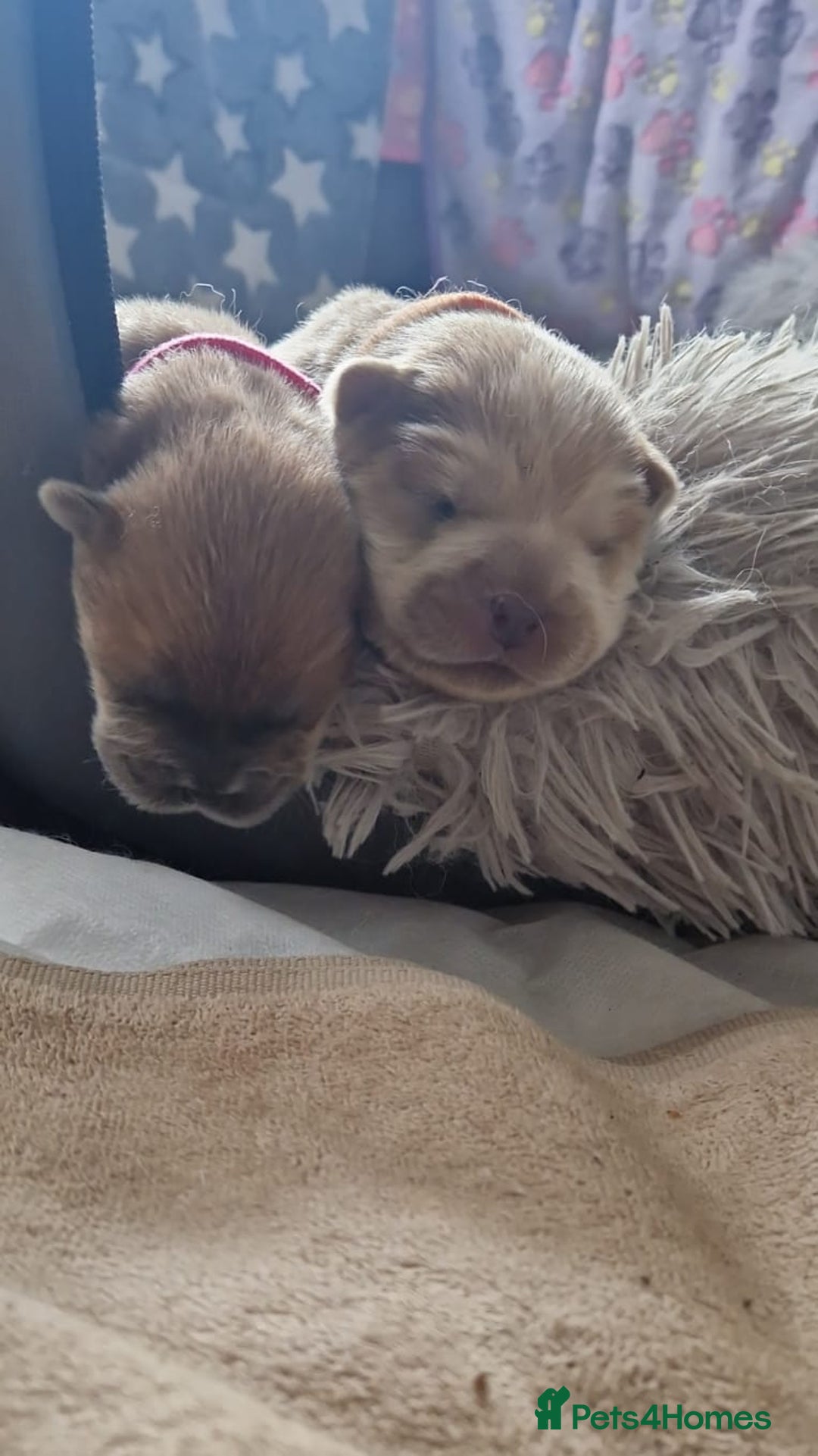 Chow Chow dogs for sale: 6 chow chow puppies for sale - Image 7
