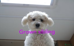 Cavapoochon dogs for sale: Cavapoochon puppies  - Image 29