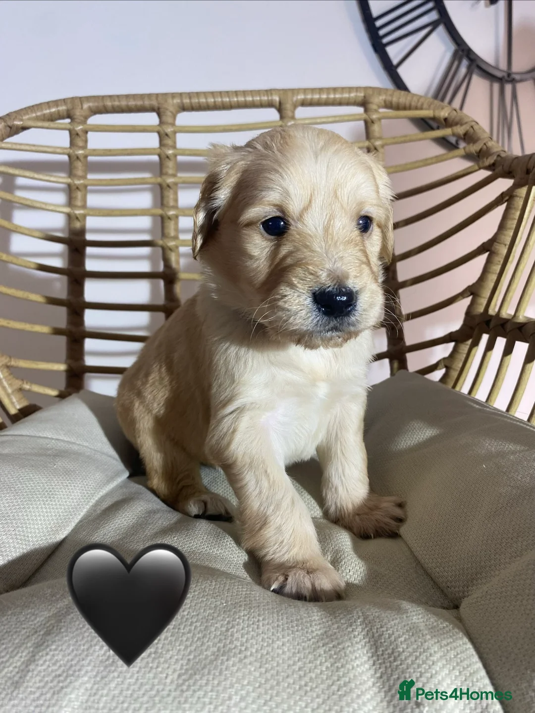 Goldendoodle dogs for sale: F1 Goldendoodles 🖤💛 - Advert 3