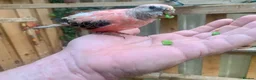 Parakeets birds for sale: Hand reared Bourkes Parakeets  - Advert 9