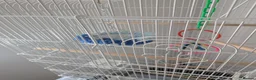 Mixed Breed birds for sale: Bird cage for sale. XXL BRAND NEW accessories Inc. in Dartford - Advert 3