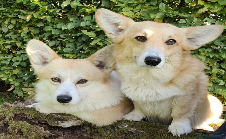 Welsh Corgi Pembroke dogs - Advert 1