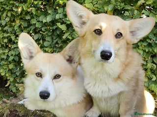 Welsh Corgi Pembroke dogs - Advert 11