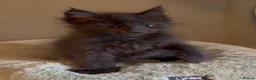 Maine Coon cats for sale: Beautiful pedigree Maine Coon kittens READY NOW - Advert 7
