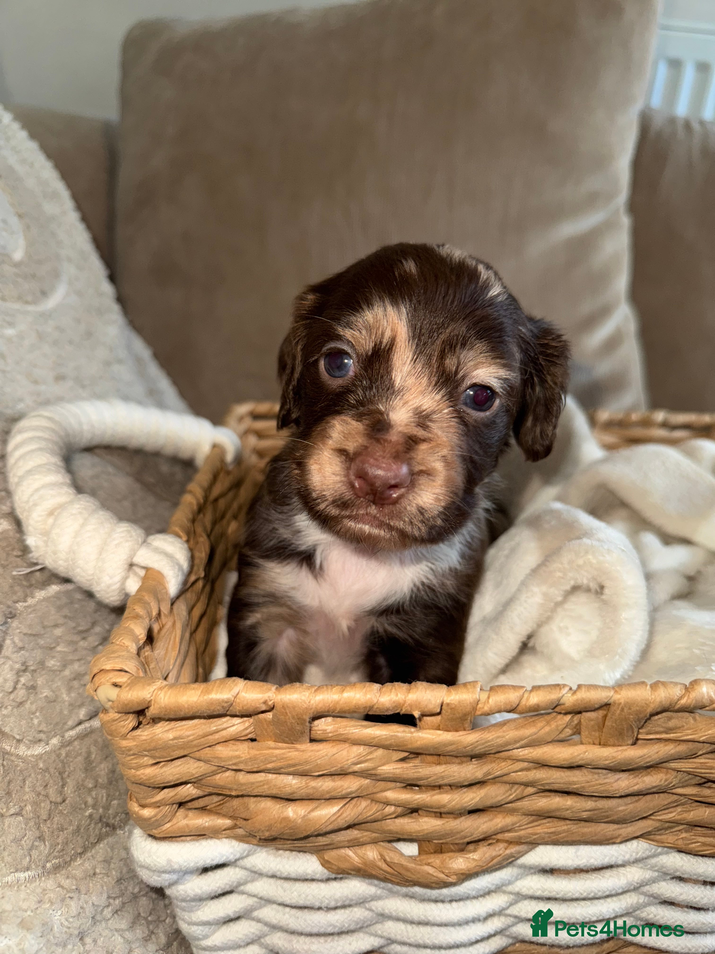 Cocker Spaniel dogs Stunning cover spaniel puppies  - Advert 1