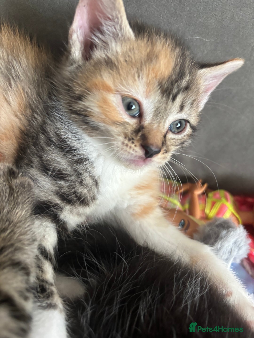 Domestic Shorthair cats for sale: Beautiful shorthair mixed colour kittens  - Image 19