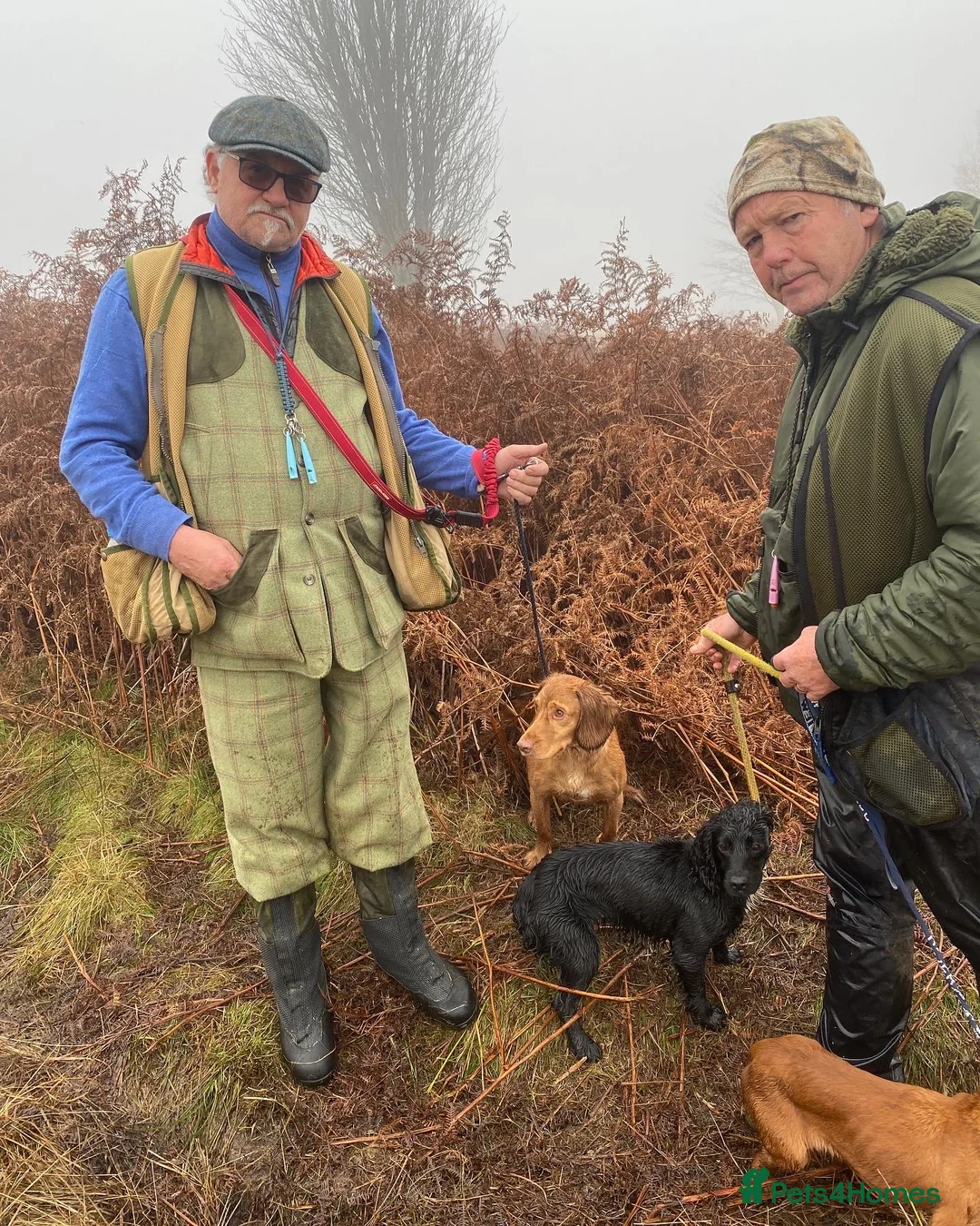 Cocker Spaniel dogs for stud: Outstanding OFTW Red Cocker, FULLY HEALTH TESTED in Bristol - Advert 6