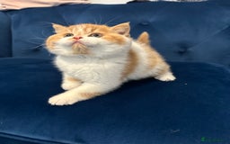 British Shorthair cats for sale: Chunky Red and White British Shorthair TICA - Image 24
