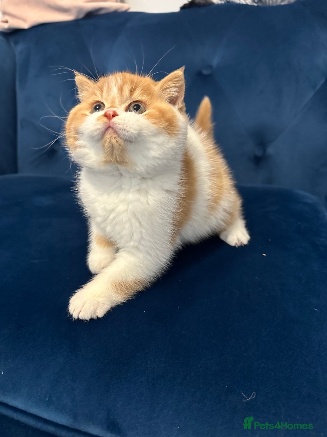 British Shorthair cats for sale: Chunky Red and White British Shorthair TICA - Image 24