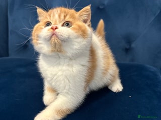 British Shorthair cats - Advert 36