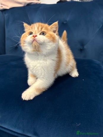 British Shorthair cats - Advert 2