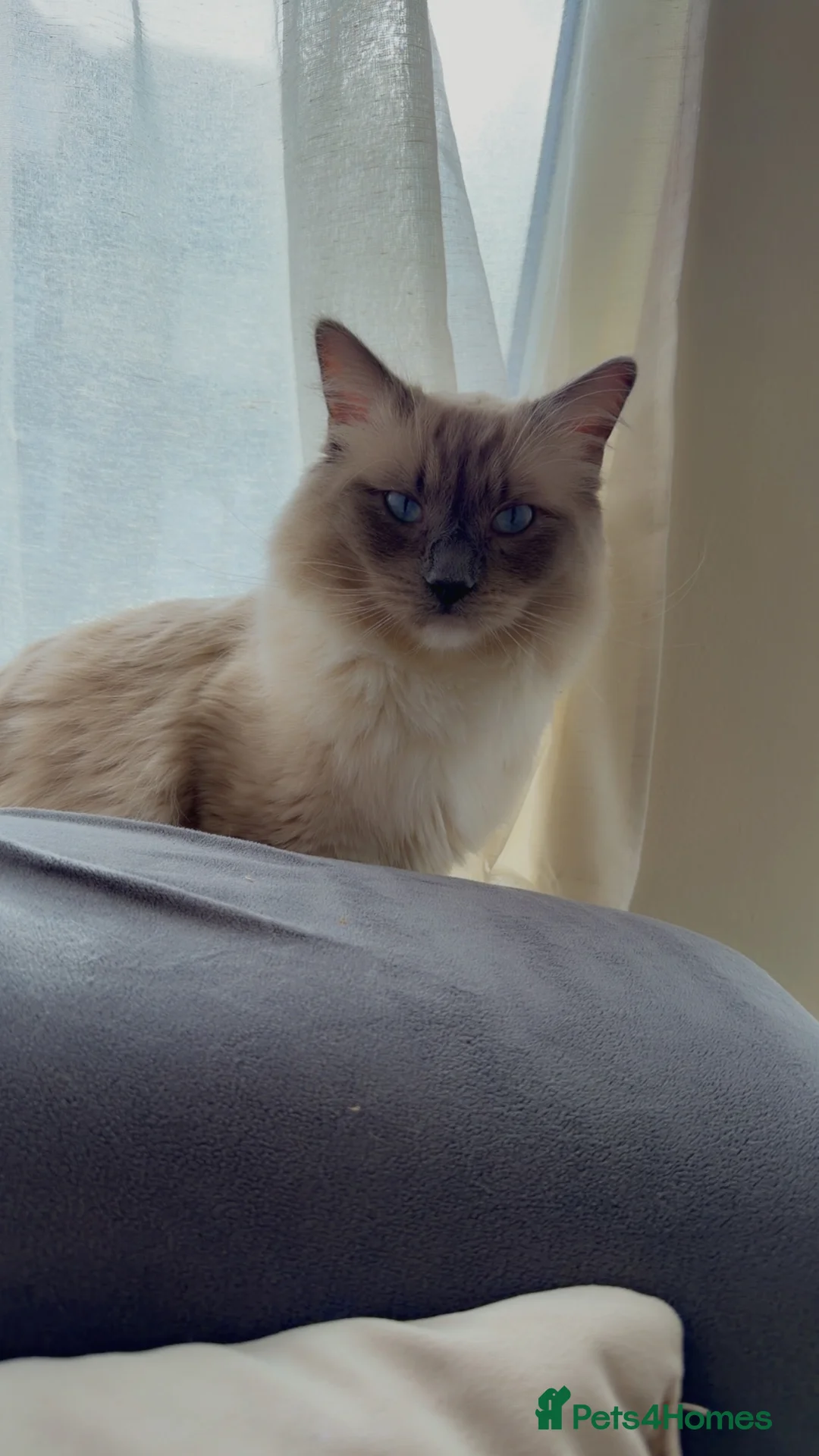Ragdoll cats for sale: Beautiful 1-Year-Old Male Ragdoll Cat - Advert 1