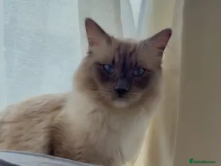 Ragdoll cats Beautiful 1-Year-Old Male Ragdoll Cat - Advert 2