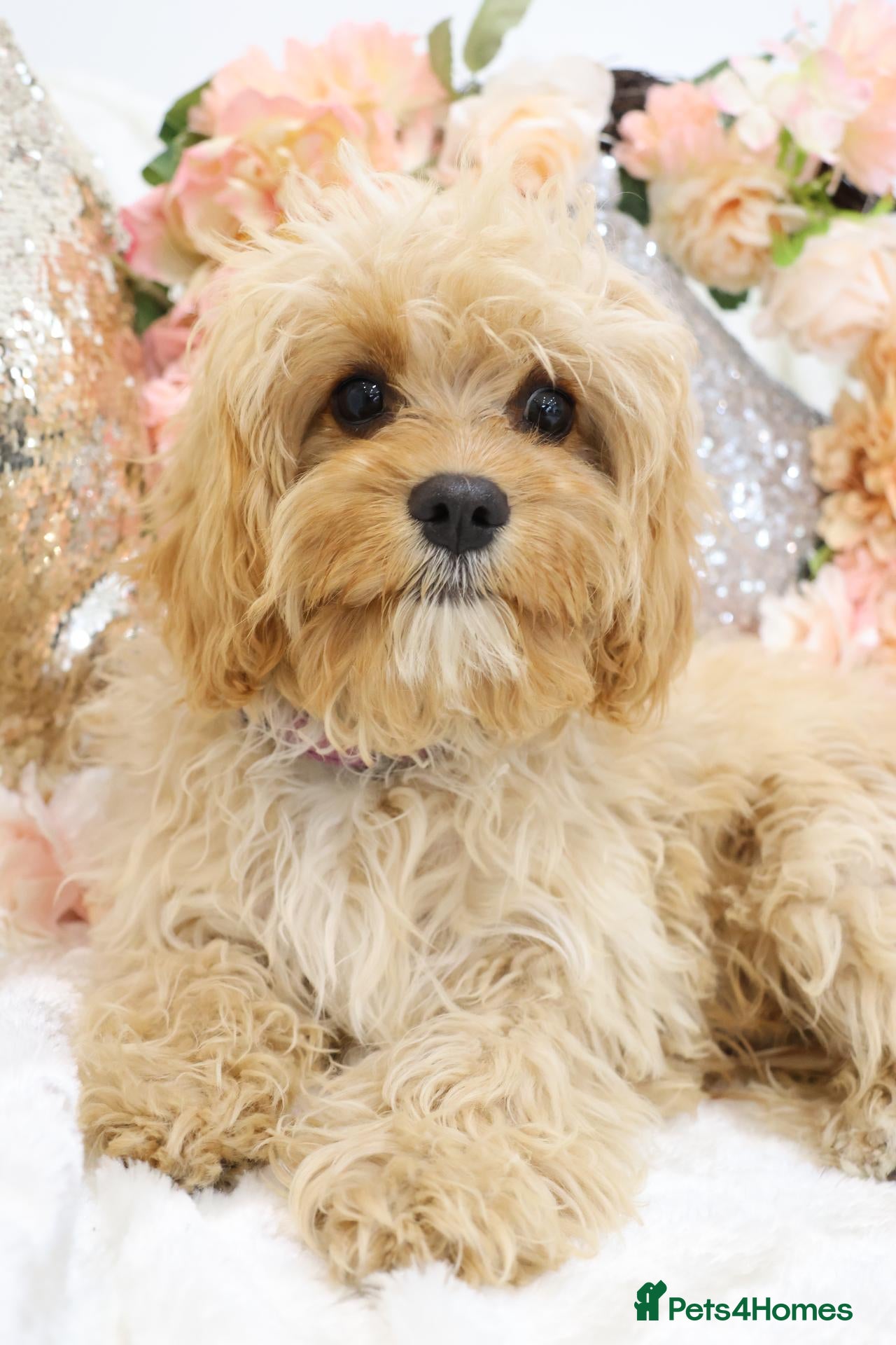 Cavapoo dogs *HEALTH TESTED*  F1 Cavapoos - Advert 2